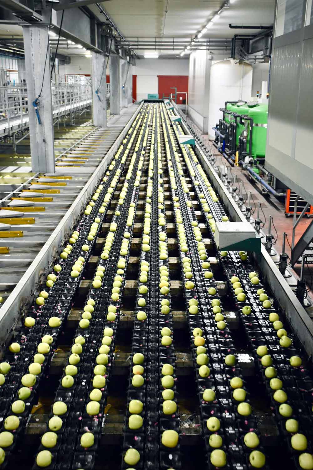 Apples on a conveyor belt in an industrial setting